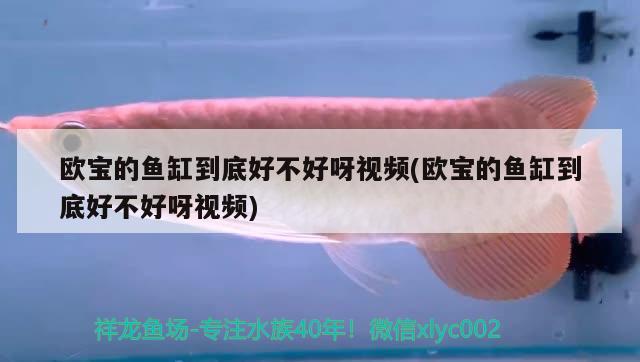 歐寶的魚缸到底好不好呀視頻(歐寶的魚缸到底好不好呀視頻)