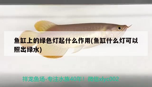 魚(yú)缸上的綠色燈起什么作用(魚(yú)缸什么燈可以照出綠水) 大白鯊魚(yú)苗