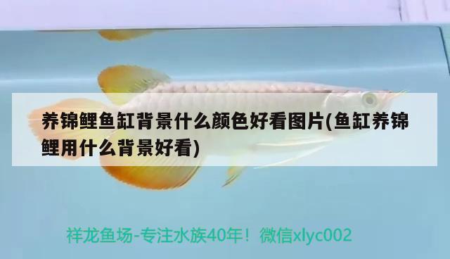 養(yǎng)錦鯉魚缸背景什么顏色好看圖片(魚缸養(yǎng)錦鯉用什么背景好看) 海象魚