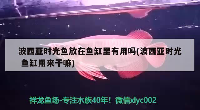 波西亞時光魚放在魚缸里有用嗎(波西亞時光魚缸用來干嘛) 二氧化碳設(shè)備