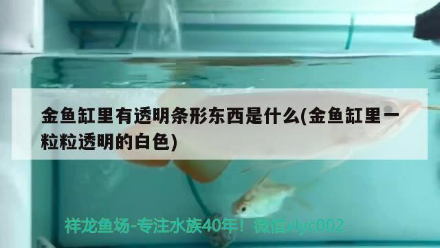 金魚缸里有透明條形東西是什么(金魚缸里一粒粒透明的白色) 過濾設(shè)備