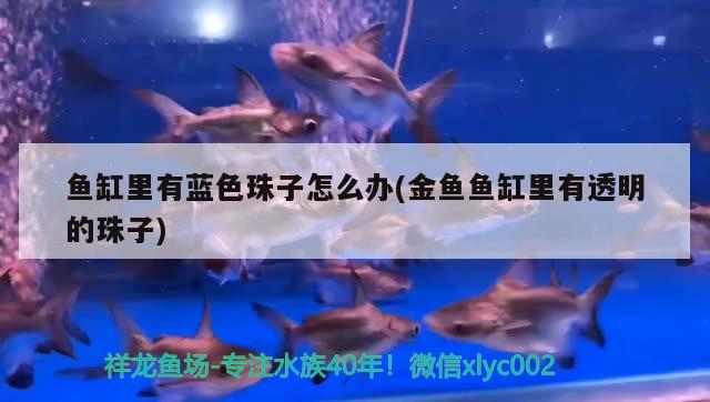 魚缸里有藍色珠子怎么辦(金魚魚缸里有透明的珠子)