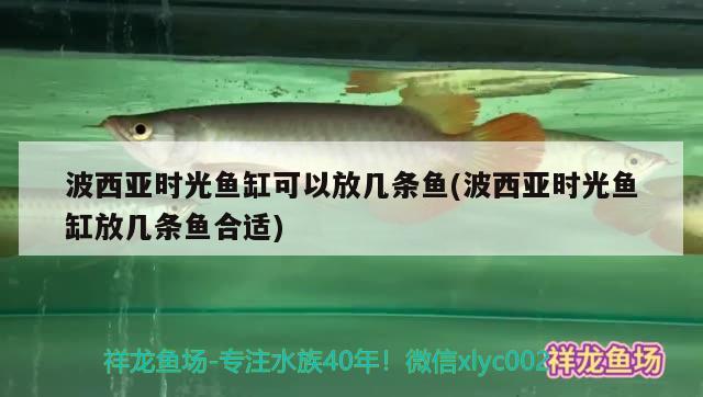 波西亞時光魚缸可以放幾條魚(波西亞時光魚缸放幾條魚合適)