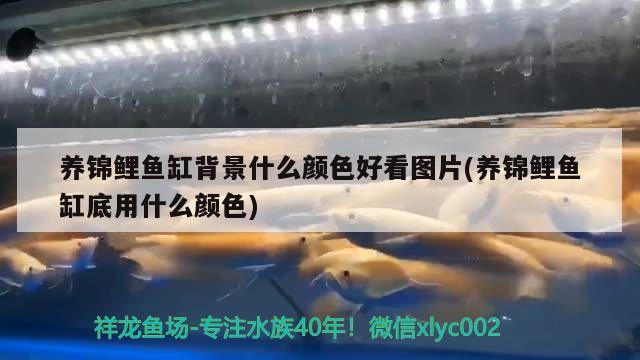 養(yǎng)錦鯉魚缸背景什么顏色好看圖片(養(yǎng)錦鯉魚缸底用什么顏色) 過濾設(shè)備