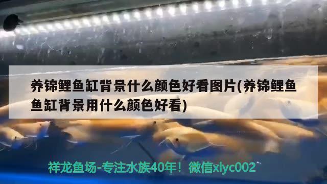 養(yǎng)錦鯉魚(yú)缸背景什么顏色好看圖片(養(yǎng)錦鯉魚(yú)魚(yú)缸背景用什么顏色好看)