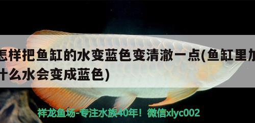 怎樣把魚缸的水變藍(lán)色變清澈一點(diǎn)(魚缸里加什么水會(huì)變成藍(lán)色) 大湖紅龍魚