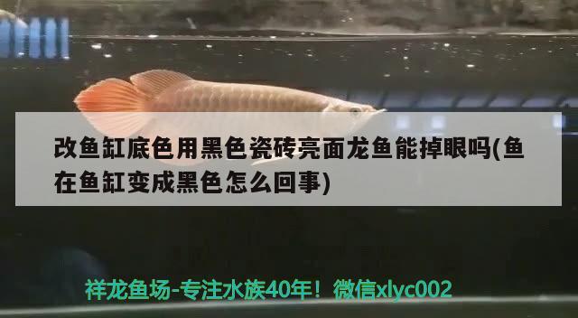 改魚缸底色用黑色瓷磚亮面龍魚能掉眼嗎(魚在魚缸變成黑色怎么回事) 廣州水族器材濾材批發(fā)市場(chǎng)