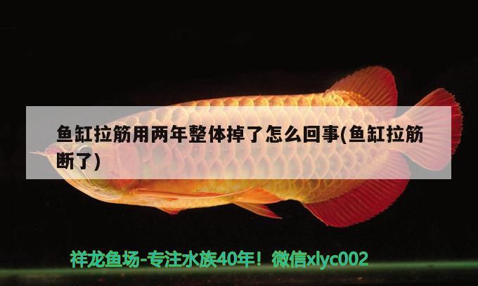 魚缸拉筋用兩年整體掉了怎么回事(魚缸拉筋斷了) 金老虎魚