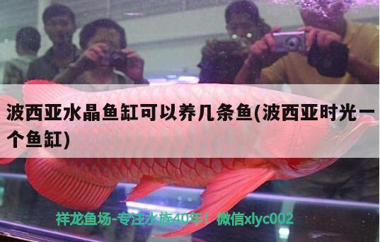 波西亞水晶魚缸可以養(yǎng)幾條魚(波西亞時(shí)光一個(gè)魚缸)