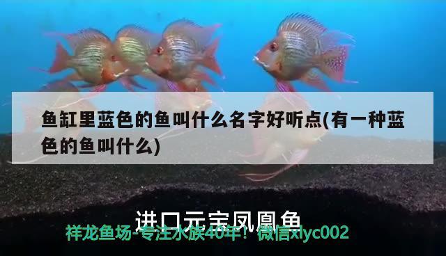 魚缸里藍色的魚叫什么名字好聽點(有一種藍色的魚叫什么)