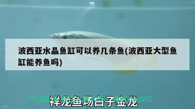 波西亞水晶魚缸可以養(yǎng)幾條魚(波西亞大型魚缸能養(yǎng)魚嗎) 雪龍魚