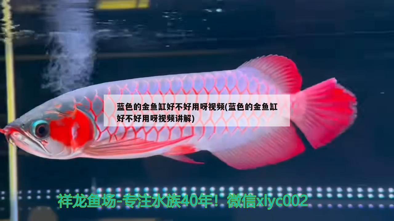 藍(lán)色的金魚(yú)缸好不好用呀視頻(藍(lán)色的金魚(yú)缸好不好用呀視頻講解)