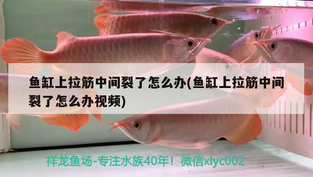 魚缸上拉筋中間裂了怎么辦(魚缸上拉筋中間裂了怎么辦視頻) 申古三間魚