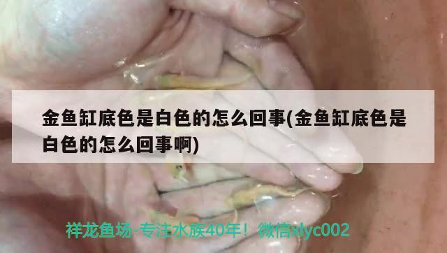 金魚缸底色是白色的怎么回事(金魚缸底色是白色的怎么回事啊)