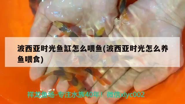 波西亞時光魚缸怎么喂魚(波西亞時光怎么養(yǎng)魚喂食)