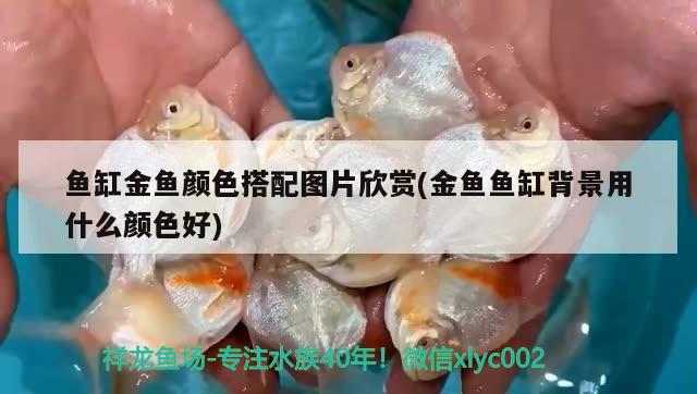 魚(yú)缸金魚(yú)顏色搭配圖片欣賞(金魚(yú)魚(yú)缸背景用什么顏色好)