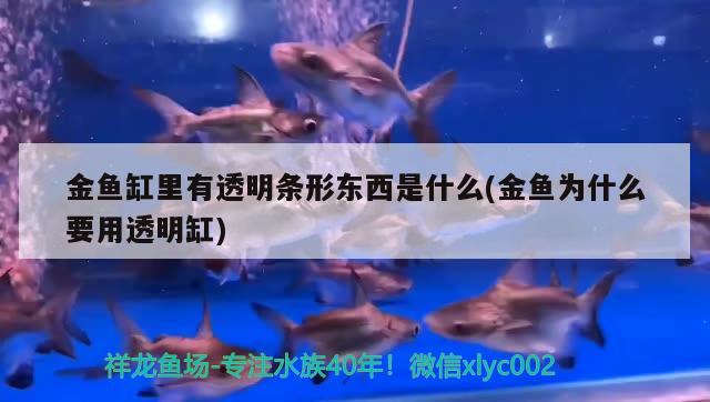 金魚缸里有透明條形東西是什么(金魚為什么要用透明缸)