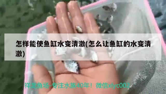 怎樣能使魚缸水變清澈(怎么讓魚缸的水變清澈) 銀龍魚苗