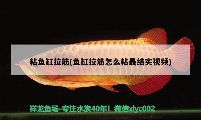 粘魚缸拉筋(魚缸拉筋怎么粘最結(jié)實視頻) 魚糧魚藥