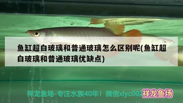 魚缸超白玻璃和普通玻璃怎么區(qū)別呢(魚缸超白玻璃和普通玻璃優(yōu)缺點) 朱巴利魚苗