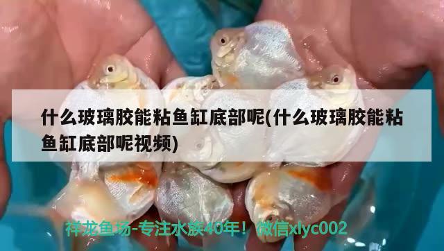 什么玻璃膠能粘魚缸底部呢(什么玻璃膠能粘魚缸底部呢視頻) 斑馬鴨嘴魚苗