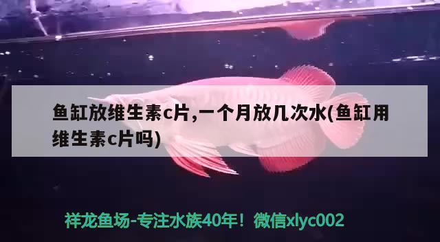 魚缸放維生素c片,一個月放幾次水(魚缸用維生素c片嗎) 祥龍藍珀金龍魚