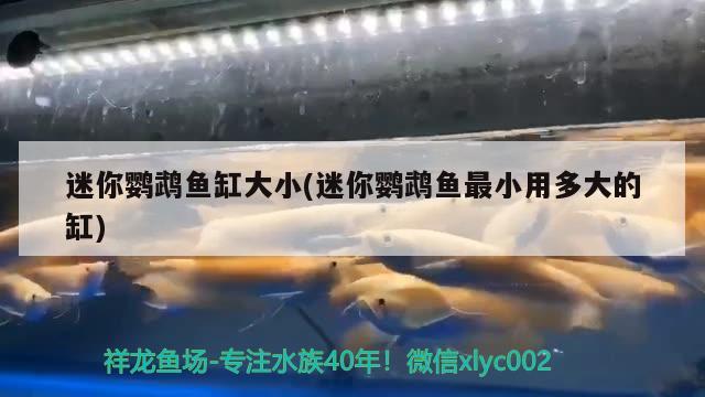 迷你鸚鵡魚缸大小(迷你鸚鵡魚最小用多大的缸) 鸚鵡魚