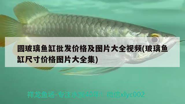 圓玻璃魚缸批發(fā)價格及圖片大全視頻(玻璃魚缸尺寸價格圖片大全集)