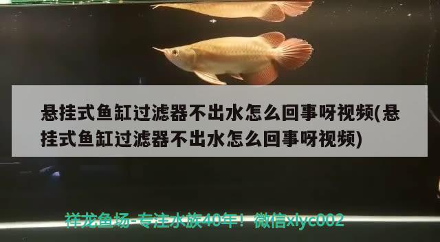 懸掛式魚缸過(guò)濾器不出水怎么回事呀視頻(懸掛式魚缸過(guò)濾器不出水怎么回事呀視頻) 其他益生菌