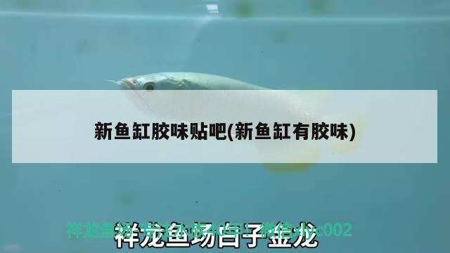 新魚缸膠味貼吧(新魚缸有膠味) B級(jí)過背金龍魚