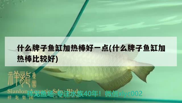 什么牌子魚缸加熱棒好一點(什么牌子魚缸加熱棒比較好) 印尼虎苗