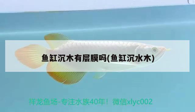 魚缸沉木有層膜嗎(魚缸沉水木) 海象魚 第2張