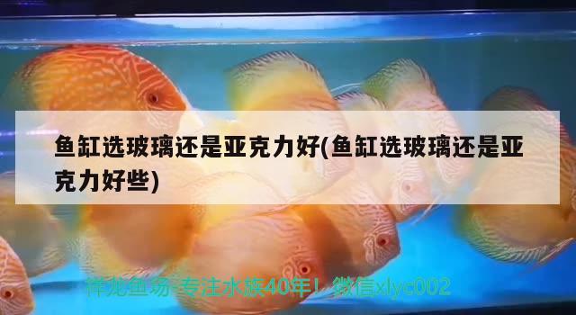 魚(yú)缸選玻璃還是亞克力好(魚(yú)缸選玻璃還是亞克力好些) 飛鳳魚(yú) 第2張