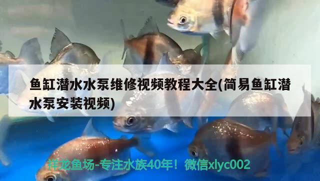 魚缸潛水水泵維修視頻教程大全(簡易魚缸潛水泵安裝視頻) 白子黑帝王魟魚