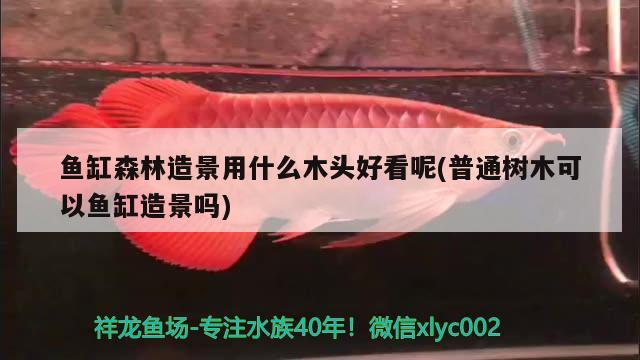 魚缸森林造景用什么木頭好看呢(普通樹木可以魚缸造景嗎) 七紋巨鯉魚