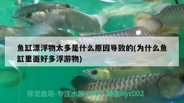 魚缸漂浮物太多是什么原因?qū)е碌?為什么魚缸里面好多浮游物) 南美異型魚