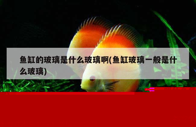 做魚(yú)缸用的玻璃膠叫什么(做魚(yú)缸用的玻璃膠叫什么名字)