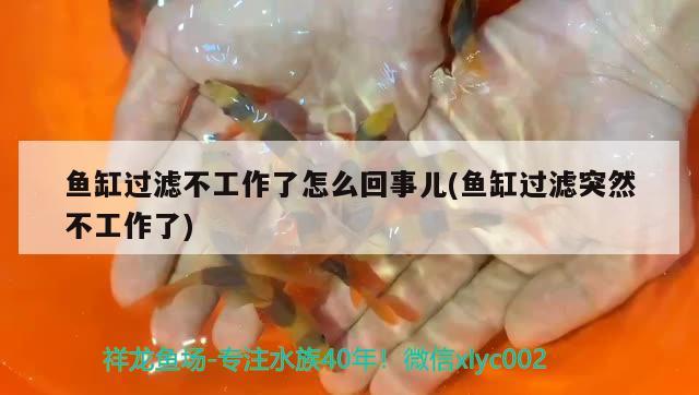 魚(yú)缸過(guò)濾不工作了怎么回事兒(魚(yú)缸過(guò)濾突然不工作了) 虎魚(yú)百科