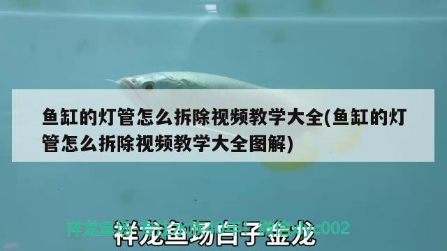 魚缸的燈管怎么拆除視頻教學(xué)大全(魚缸的燈管怎么拆除視頻教學(xué)大全圖解) 白子黃化銀龍魚