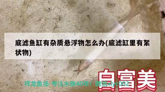 底濾魚缸有雜質(zhì)懸浮物怎么辦(底濾缸里有絮狀物)