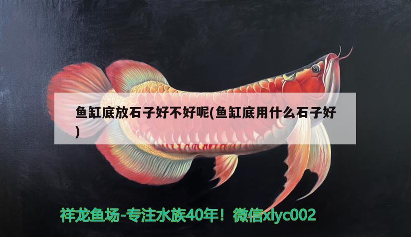 魚(yú)缸底放石子好不好呢(魚(yú)缸底用什么石子好) 伊巴卡魚(yú)