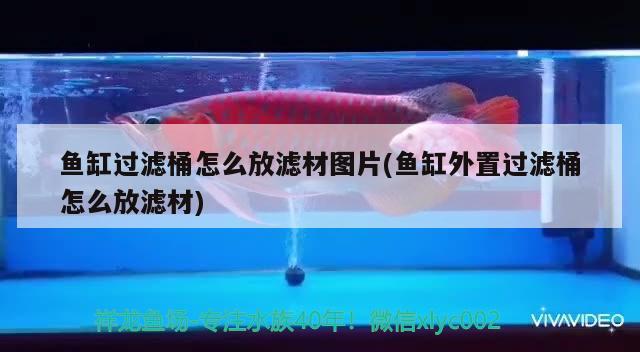 魚缸過濾桶怎么放濾材圖片(魚缸外置過濾桶怎么放濾材) 月光鴨嘴魚苗