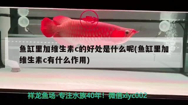 魚缸里加維生素c的好處是什么呢(魚缸里加維生素c有什么作用)