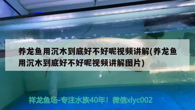 養(yǎng)龍魚用沉木到底好不好呢視頻講解(養(yǎng)龍魚用沉木到底好不好呢視頻講解圖片)