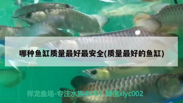 哪種魚缸質(zhì)量最好最安全(質(zhì)量最好的魚缸) 斑馬鴨嘴魚苗