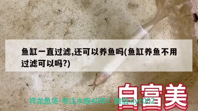 魚缸一直過濾,還可以養(yǎng)魚嗎(魚缸養(yǎng)魚不用過濾可以嗎?) 申古銀版魚