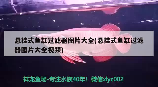 懸掛式魚缸過濾器圖片大全(懸掛式魚缸過濾器圖片大全視頻) B級過背金龍魚