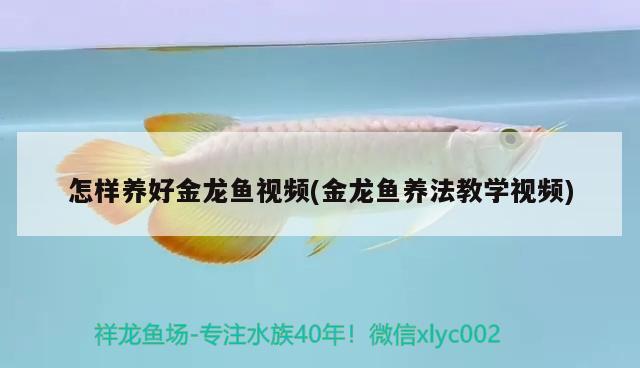 怎樣養(yǎng)好金龍魚(yú)視頻(金龍魚(yú)養(yǎng)法教學(xué)視頻)