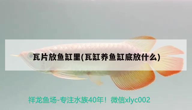 瓦片放魚缸里(瓦缸養(yǎng)魚缸底放什么)