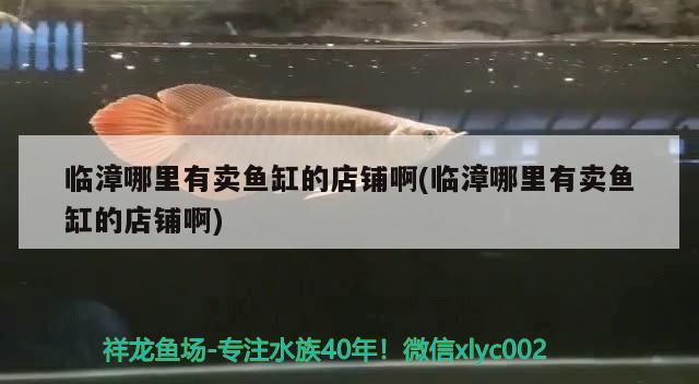 臨漳哪里有賣魚缸的店鋪啊(臨漳哪里有賣魚缸的店鋪啊) 元寶鯽